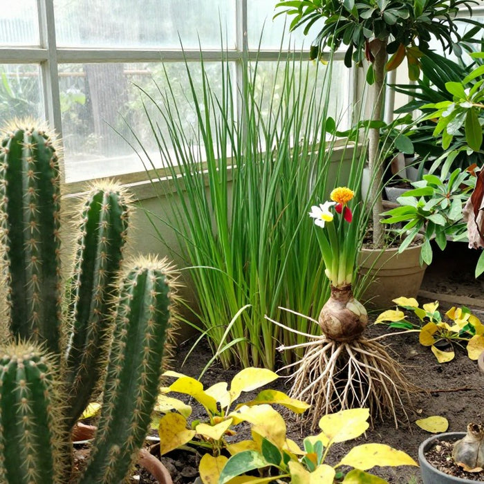 What plants should not go in a greenhouse?
