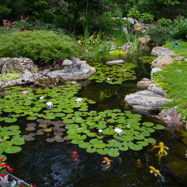 A finished 6.4m by 7.9m Aquascape ecosystem pond with a large rock waterfall