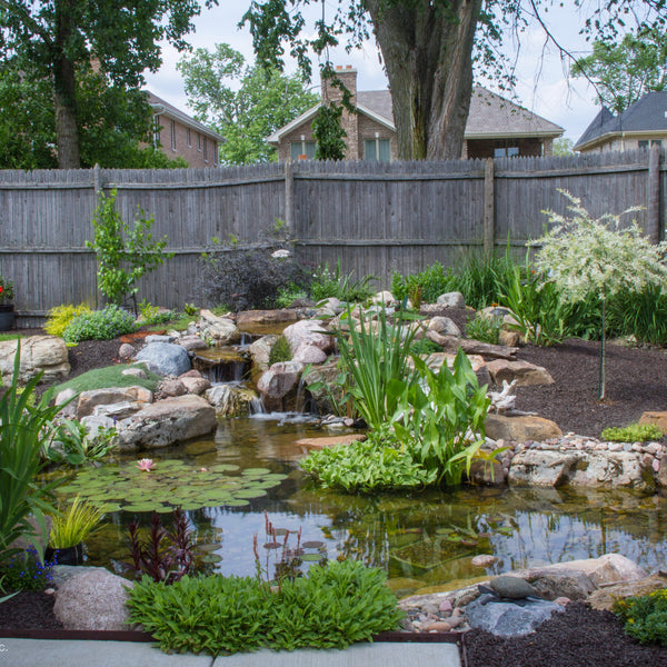 A finished 3.3m by 4.8m Aquascape ecosystem pond set into a landscaped garden
