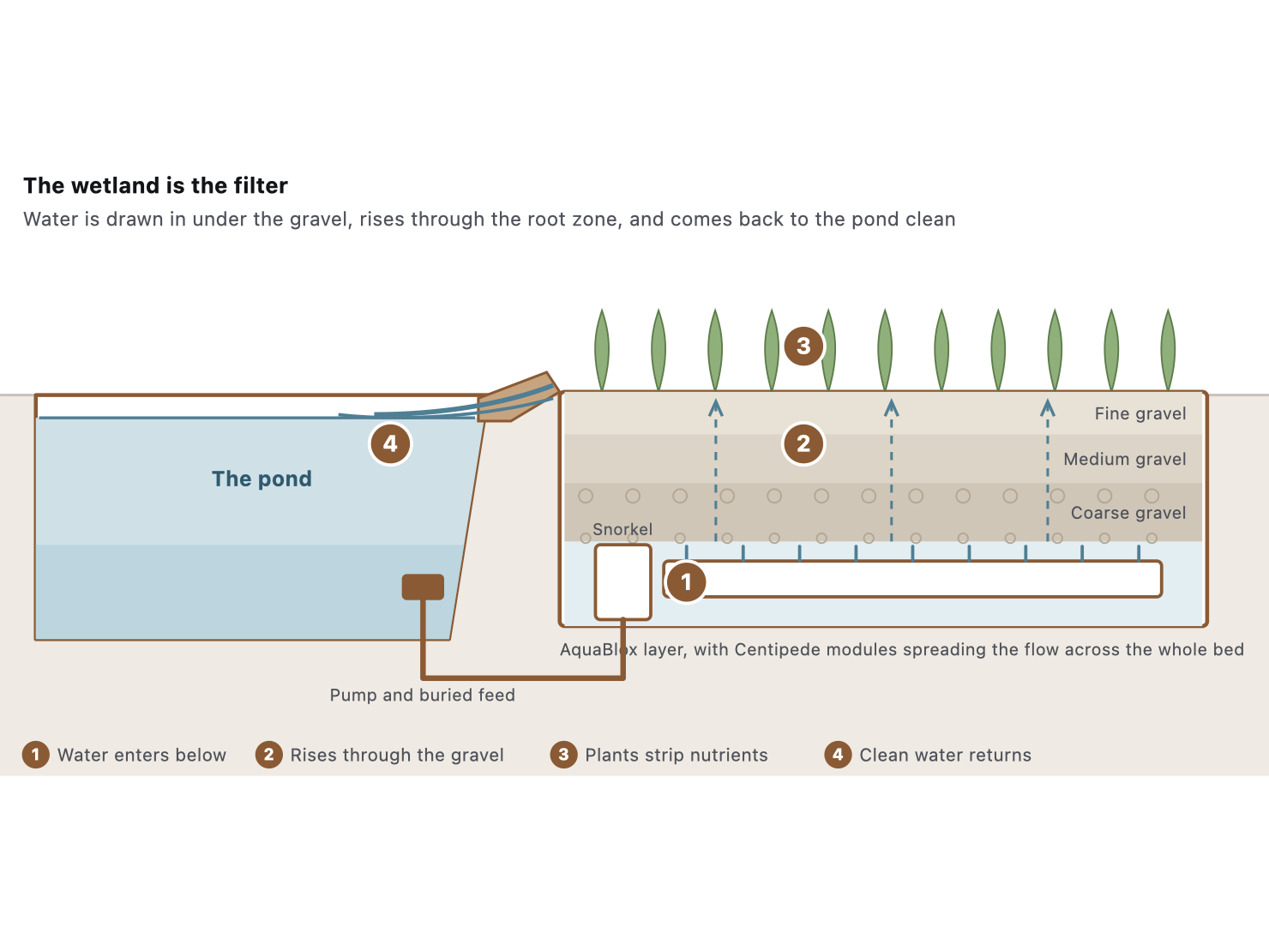 Cut-away of a planted wetland filter: pump, Snorkel Vault, Centipede modules, three grades of gravel, wetland plants and the clean water returning to the pond