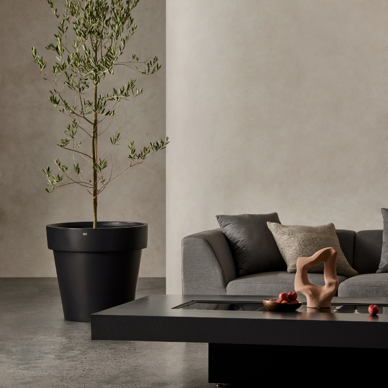 Graphite Blinde Design Classic 100 concrete planter with olive tree in modern living room setting