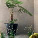 Graphite Blinde Design Classic 125 concrete planter with tree fern in contemporary landscaped garden