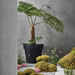 Blinde Design Classic 25 concrete planter with fern plant in modern minimalist garden setting