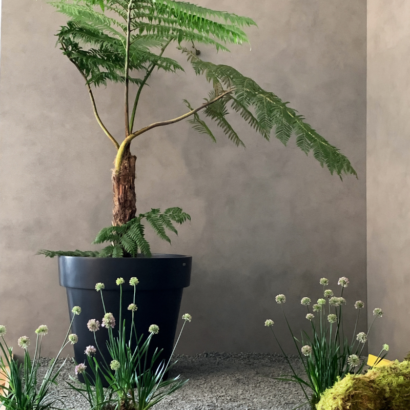 Graphite Blinde Design Classic 50 concrete planter with fern plant in contemporary gravel garden