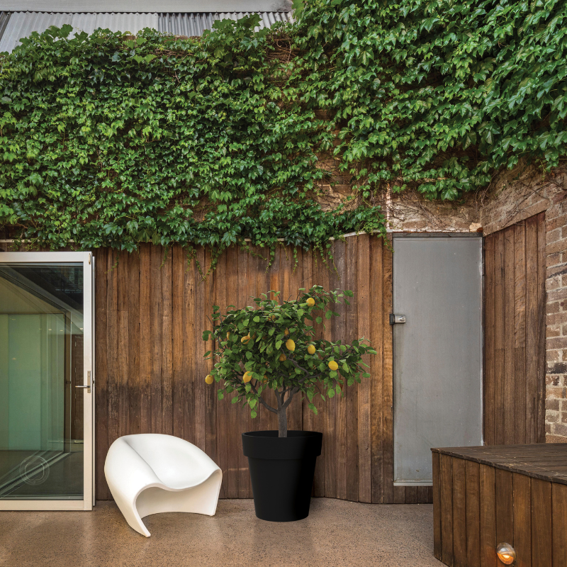 Graphite Blinde Design Classic 50 concrete planter with citrus tree in modern outdoor patio