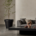 Graphite Blinde Design Classic 75 concrete planter with olive tree in contemporary living space
