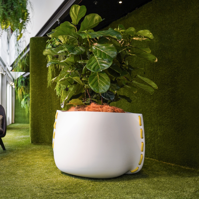 Blinde Stitch 125 white concrete planter with yellow stitched accents holding a fiddle leaf fig plant beside a green wall feature.