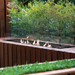 EcoSmart Linear 65 Fire Pit Kit installed in an outdoor garden, surrounded by greenery, with a flame burning in the center.