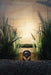 Oase LunAqua Power LED lighting reeds beside a garden wall at night